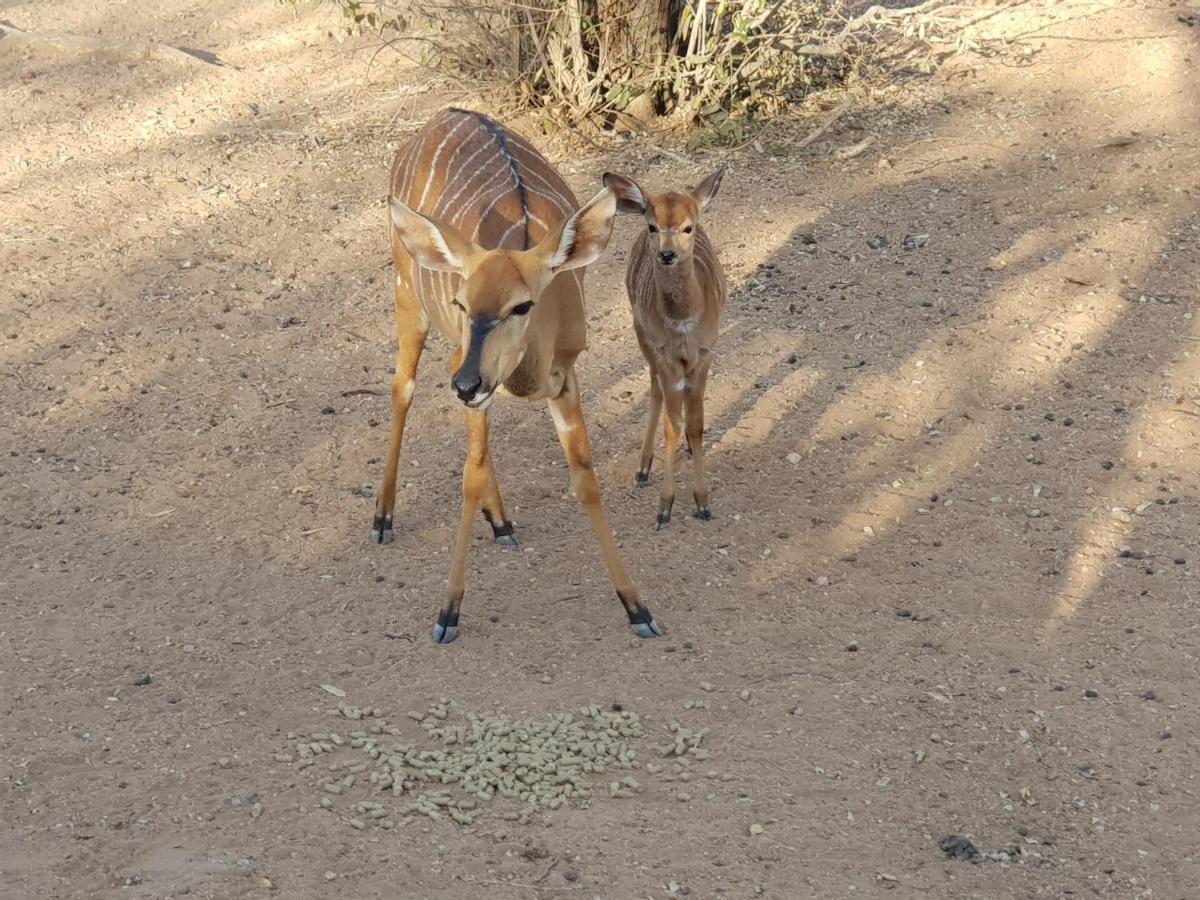 Kelora Bush Camp Hotel Hoedspruit Buitenkant foto