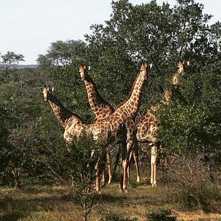 Kelora Bush Camp Hotel Hoedspruit Buitenkant foto