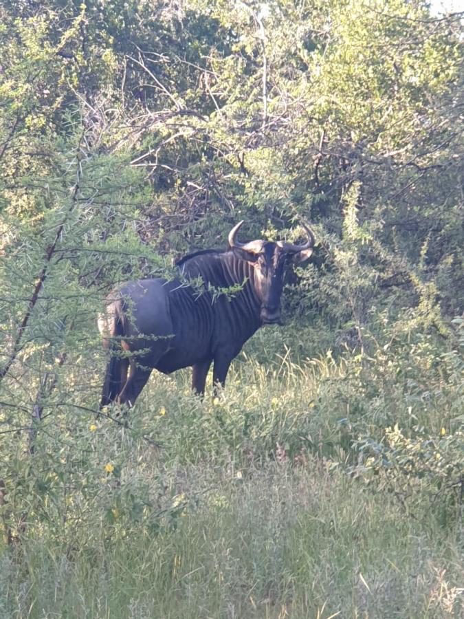 Kelora Bush Camp Hotel Hoedspruit Buitenkant foto