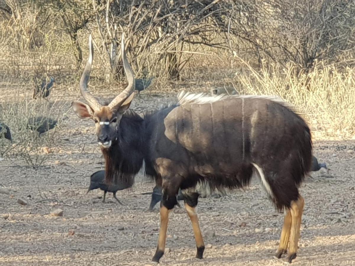 Kelora Bush Camp Hotel Hoedspruit Buitenkant foto